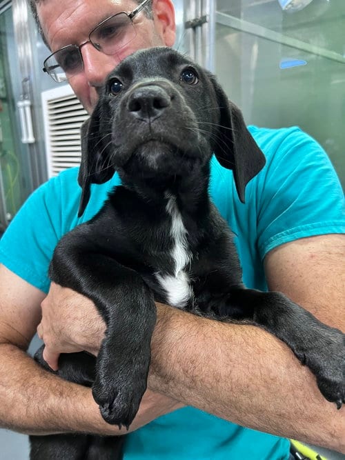 Photo of Chakra, adoptable Hound in Elmsford, New York