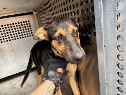 Photo of Rabbit, adoptable German Shepherd Dog in Phoenix, Arizona