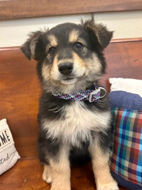 Photo of Louise, adoptable Shepherd in Webster, Wisconsin