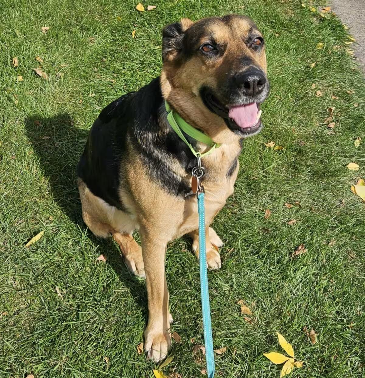 Photo of Delilah, adoptable German Shepherd Dog Mixed Breed (Medium) in St. Paul, Minnesota