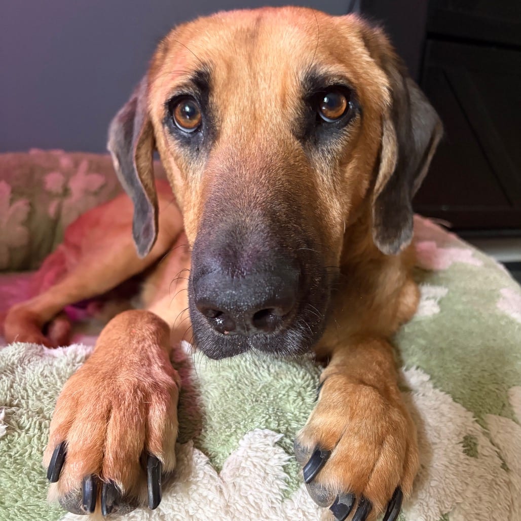 Photo of Jimothy, adoptable Shepherd / Mixed Breed (Large) in Buffalo, Minnesota
