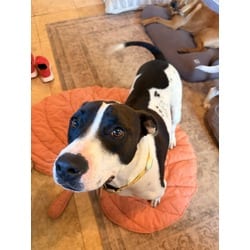 Photo of Pookie, adoptable Boxer Terrier (Unknown Type, Medium) in Melbourne, Arkansas