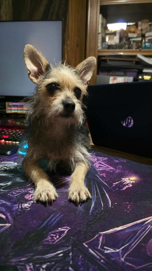 Photo of Dorothy- Scruffy yorki mix, adoptable Yorkshire Terrier Yorkie in Oakhurst, New Jersey