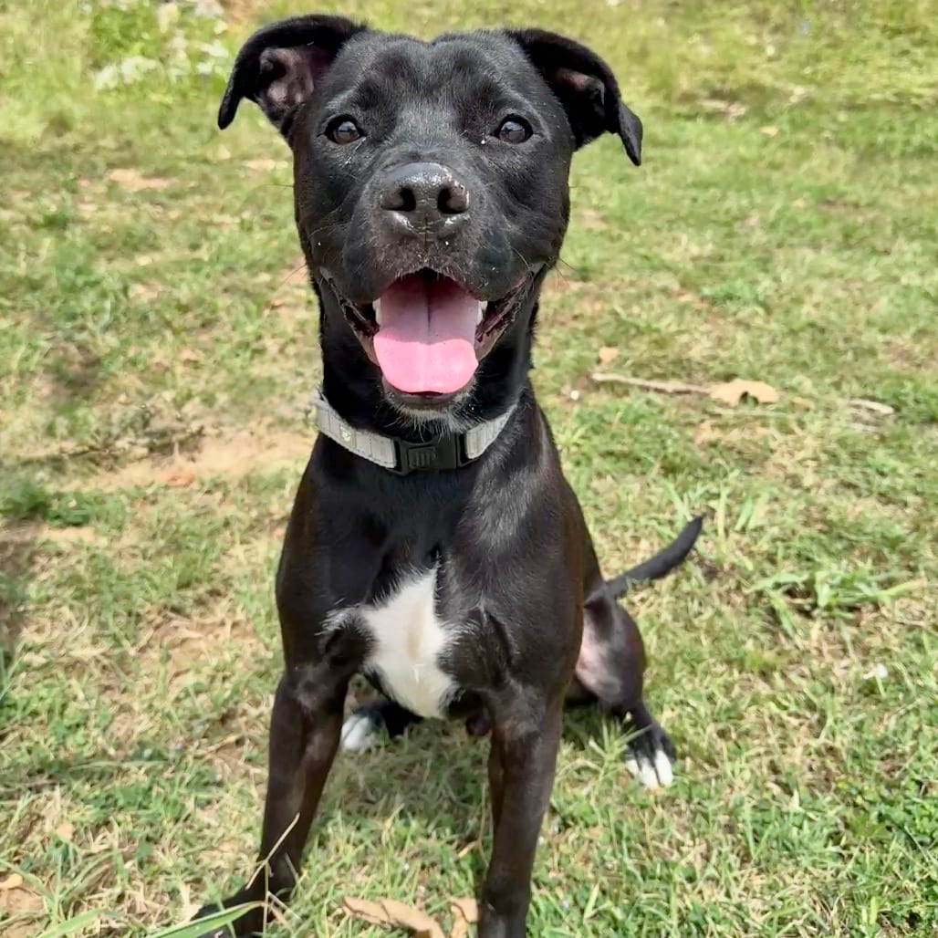 Photo of Rojo K6, adoptable Mixed Breed (Medium) in Union, Missouri