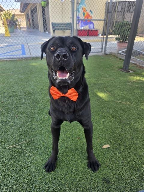 Photo of Jeff, adoptable Labrador Retriever in Downey, California