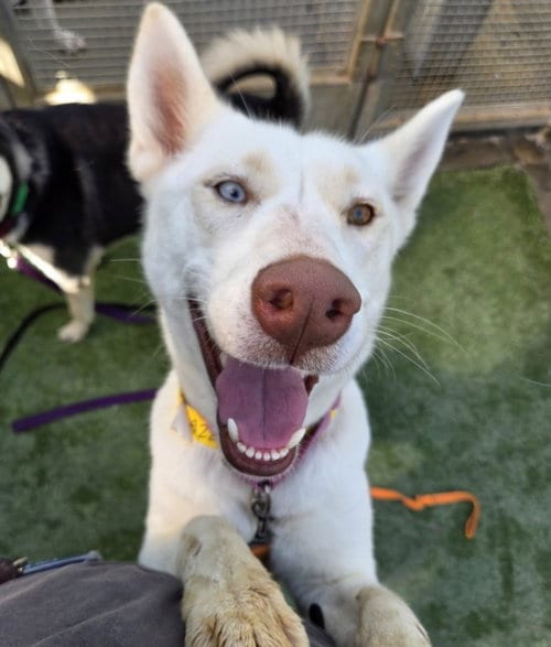 Photo of Blue, adoptable Siberian Husky in Los Angeles, California