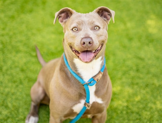 Photo of Mattie, adoptable Pit Bull Terrier in San José, California