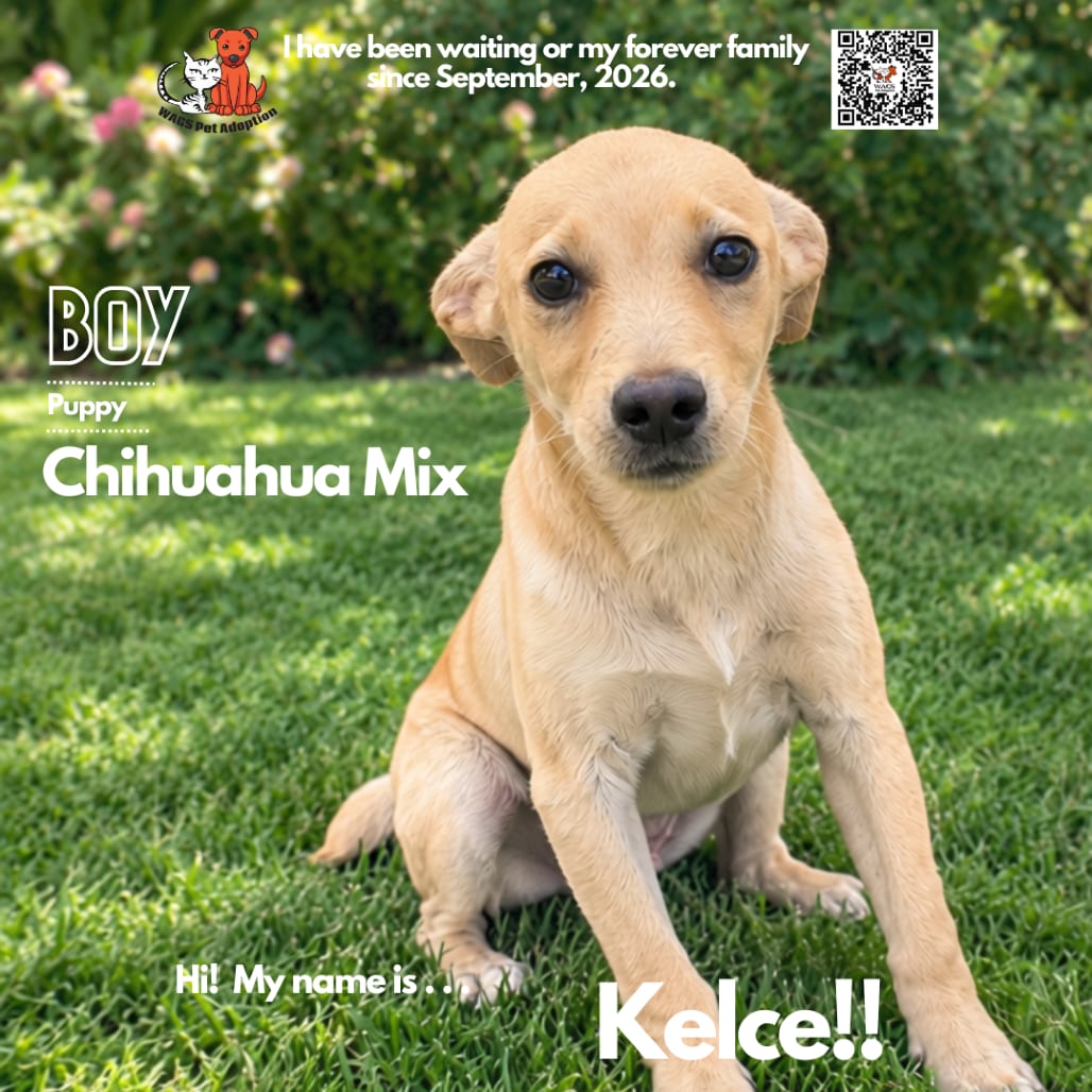 Photo of Kelce, adoptable Chihuahua / Mixed Breed (Small) in Westminster, California
