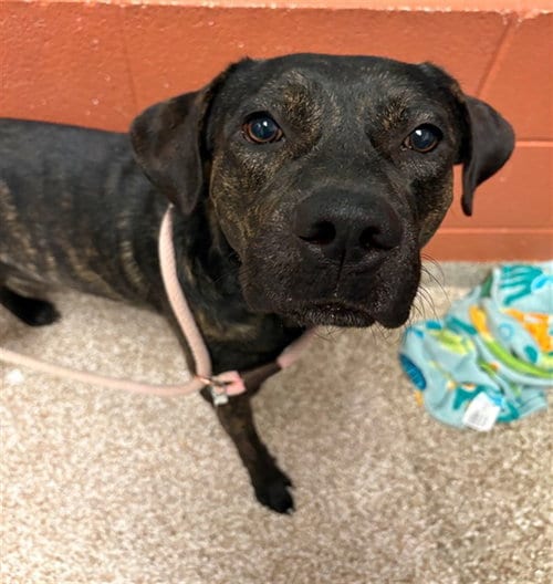 Photo of Vector, adoptable Pit Bull Terrier in Pueblo, Colorado