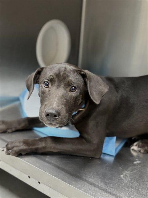 Photo of Pepper, adoptable Labrador Retriever in Conroe, Texas
