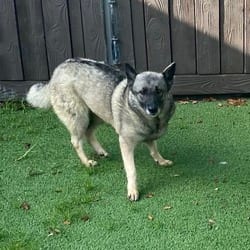 Photo of Livvie 2551, adoptable Norwegian Elkhound in Loxahatchee, Florida