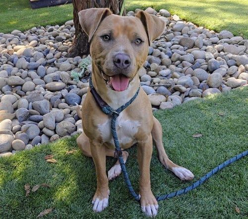 Photo of Paris, adoptable Pit Bull Terrier in San Jose, California