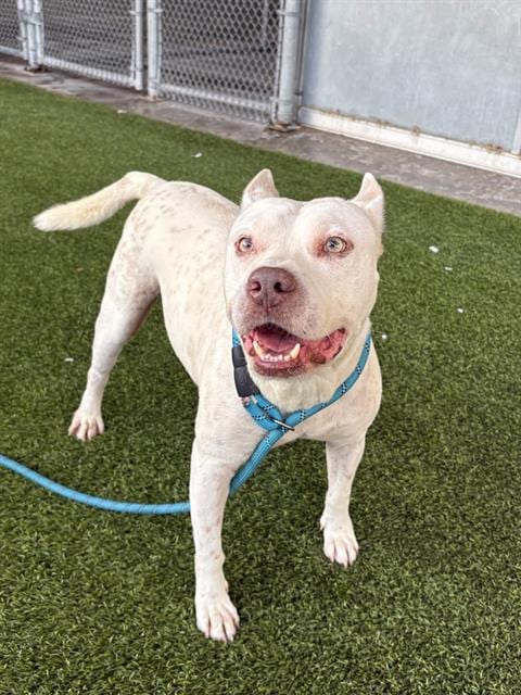 Photo of Marley, adoptable Boxer in Baytown, Texas