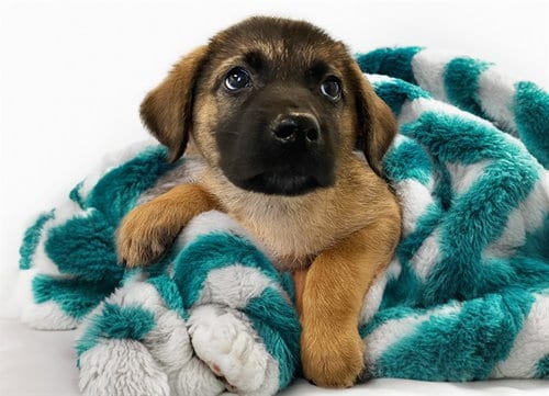Photo of Lock, adoptable German Shepherd Dog in Ft Lauderdale, Florida