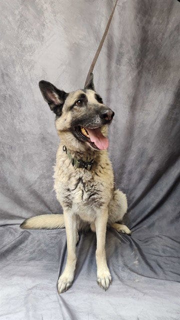 Photo of Odin, adoptable German Shepherd Dog in Ogden, Utah
