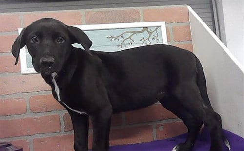 Photo of Ashley, adoptable Labrador Retriever in Houston, Texas