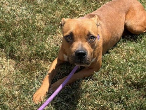Photo of FE, adoptable Pit Bull Terrier in Tulsa, Oklahoma