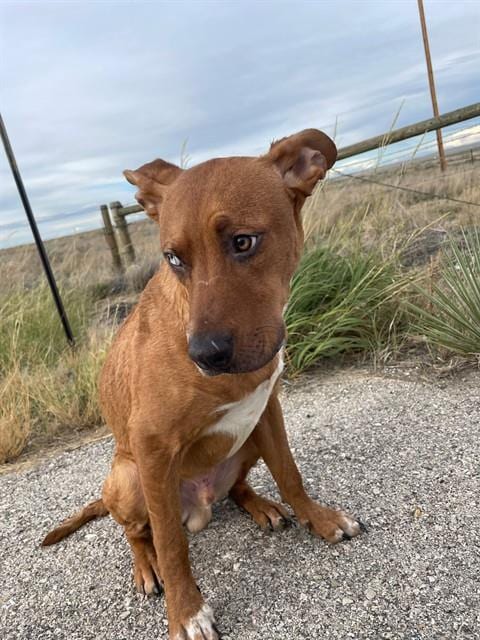 Photo of Manderson, adoptable Rhodesian Ridgeback in Casper, Wyoming