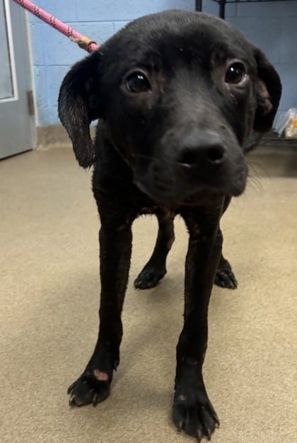 Photo of Beto, adoptable dog in Chamblee, Georgia