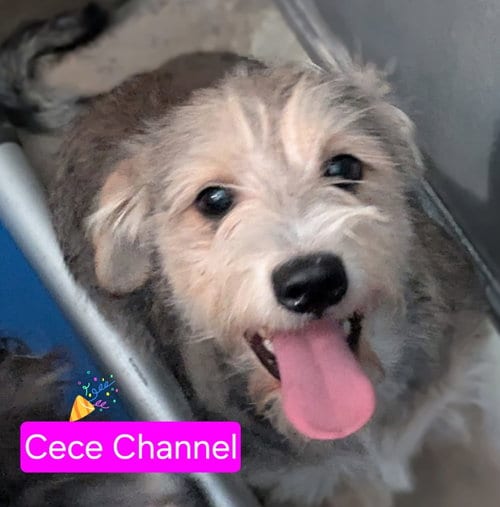 Photo of Cece Channel, adoptable Poodle (unknown type) in San Diego, California
