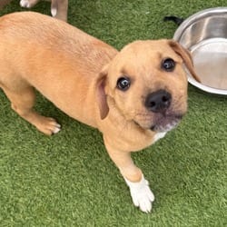 Photo of La Fofo Star 4778, adoptable Mixed Breed (Medium) in Loxahatchee, Florida