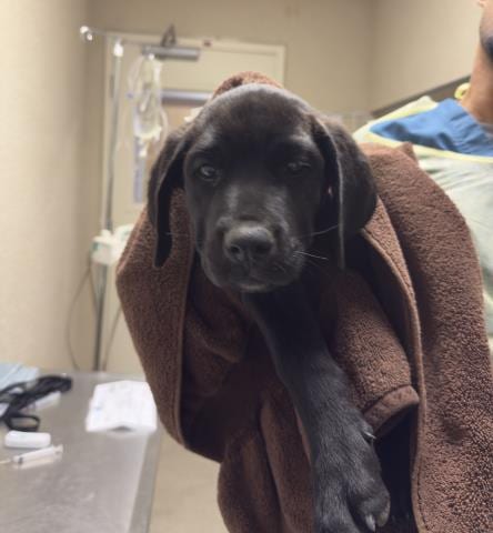 Photo of Phoebe, adoptable Cane Corso Mastiff in Riverside, California