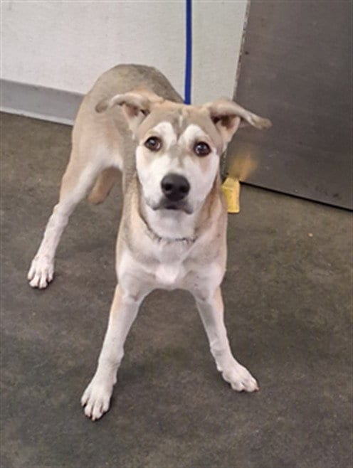 Photo of Dolly, adoptable German Shepherd Dog in Los Angeles, California