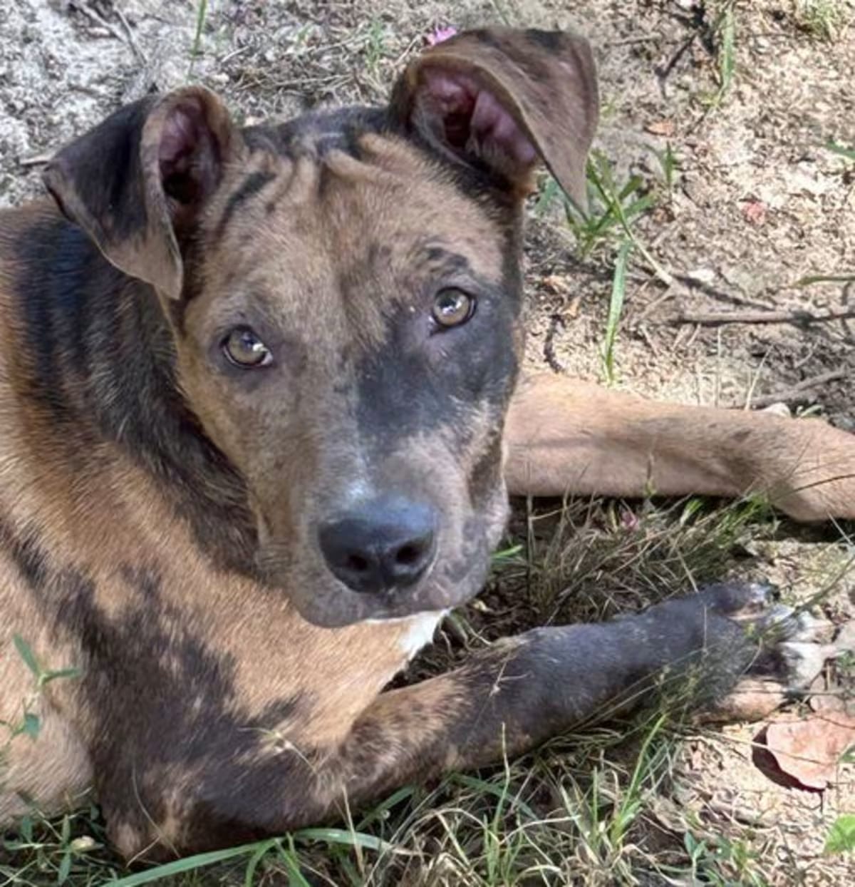 Photo of Charlie, adoptable Catahoula Leopard Dog in Milford, Connecticut