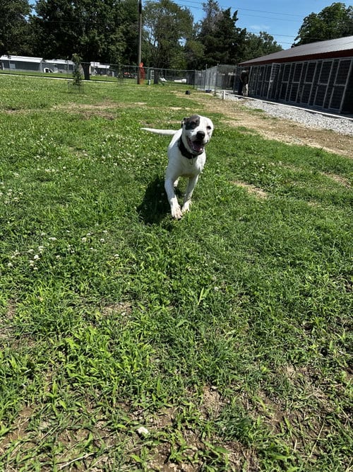 Photo of Rye, adoptable American Pit Bull Terrier in Corning, Arkansas