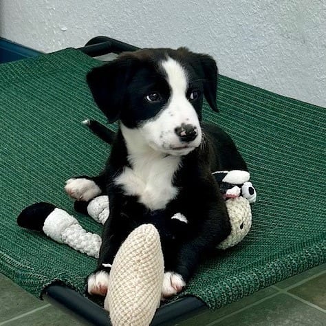 Photo of Dottie, adoptable Mixed Breed (Medium) in Cape Girardeau area, Missouri