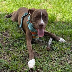 Photo of Lizzie, adoptable Terrier (Unknown Type, Medium) in Lakeland, Florida