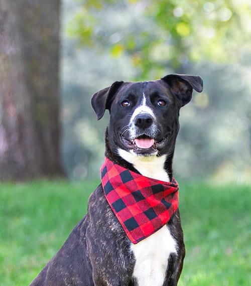 Photo of Newt, adoptable Labrador Retriever in Unionville, Pennsylvania