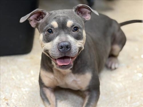 Photo of Gypsy, adoptable Pit Bull Terrier in Tulsa, Oklahoma