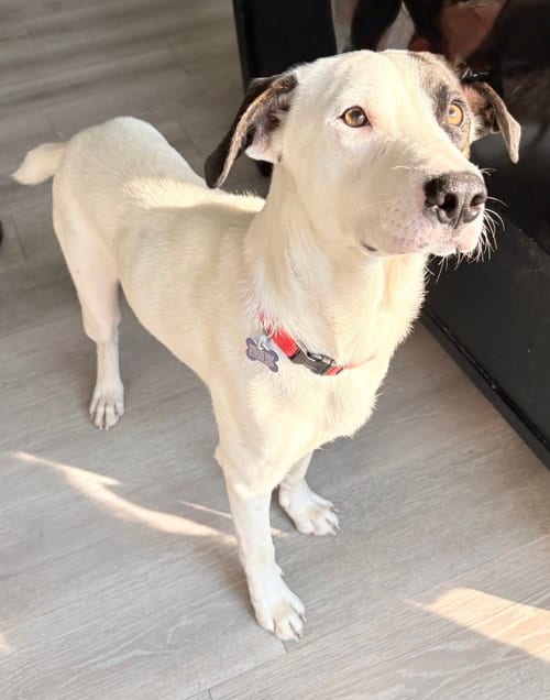 Photo of Patch, adoptable Border Collie in St. Louis, Missouri