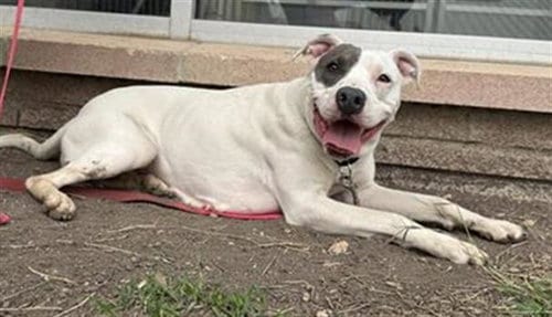 Photo of Sugar, adoptable American Staffordshire Terrier in San Antonio, Texas