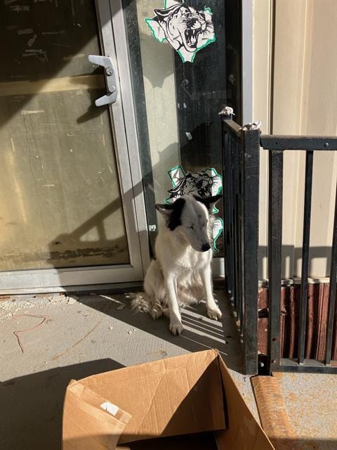 Photo of Santa Little Helper, adoptable Siberian Husky in Dallas, Texas