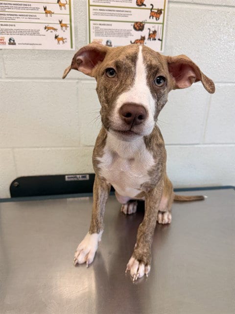 Photo of Ramona Flowers, adoptable American Pit Bull Terrier in Corpus Christi, Texas