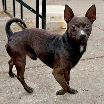 Photo of Nitro, adoptable Chihuahua in Oakland, California