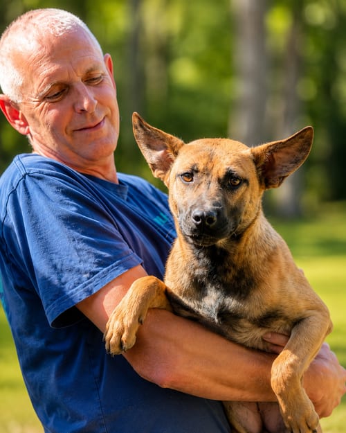 Photo of Alyson Alabama, adoptable Belgian Shepherd Malinois in Nashville, Tennessee