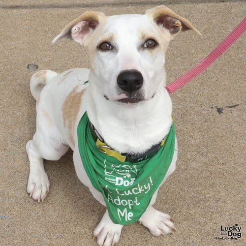 Photo of Mr. Huckleberry, adoptable Labrador Retriever in Washington, District of Columbia