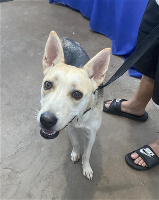 Photo of Sammie, adoptable Mixed Breed