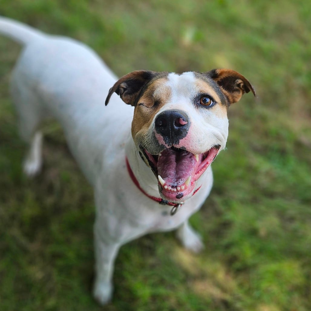 Photo of Marlie, adoptable Terrier / Mixed Breed (Medium) in Monticello, Iowa