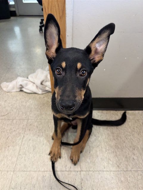 Photo of A220570, adoptable Doberman Pinscher in Plano, Texas