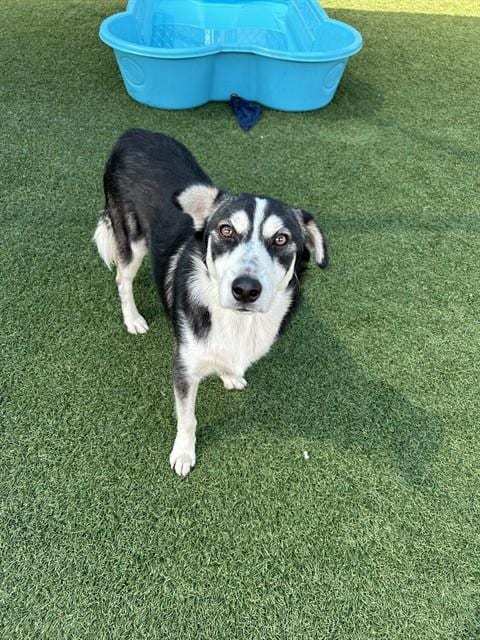 Photo of Arro, adoptable Mixed Breed