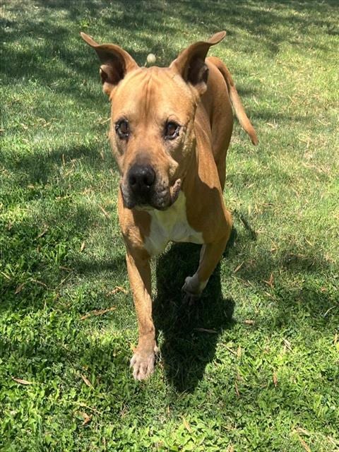 Photo of Goomba, adoptable Pit Bull Terrier in Thousand Palms, California
