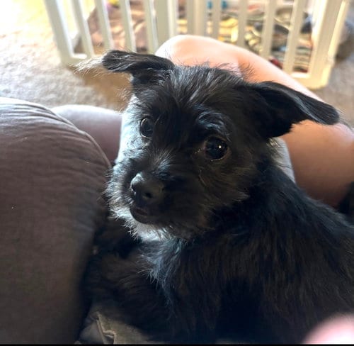 Photo of Anna, adoptable Terrier in Grafton, Wisconsin