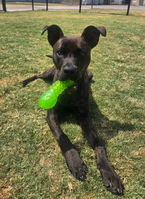 Photo of Bing Bong, adoptable Pit Bull Terrier in Little Elm, Texas