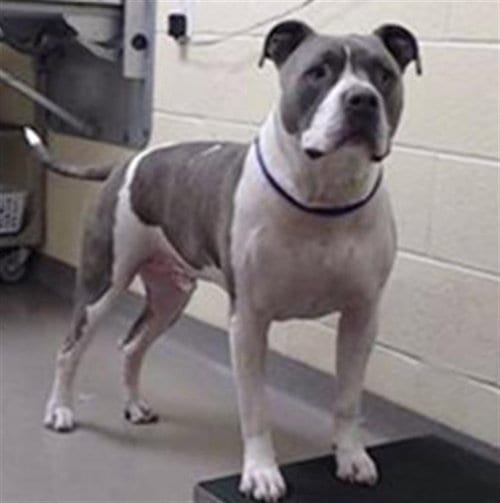 Photo of Odie, adoptable American Pit Bull Terrier in Denver, Colorado