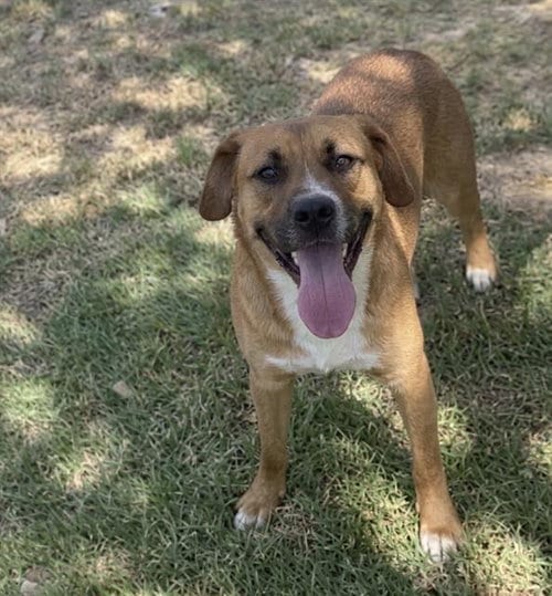 Photo of Spade, adoptable German Shepherd Dog in Riverside, California