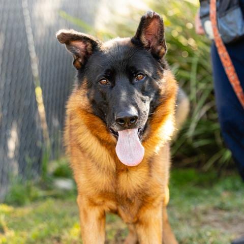 Photo of Valor, adoptable German Shepherd Dog in Camarillo, California